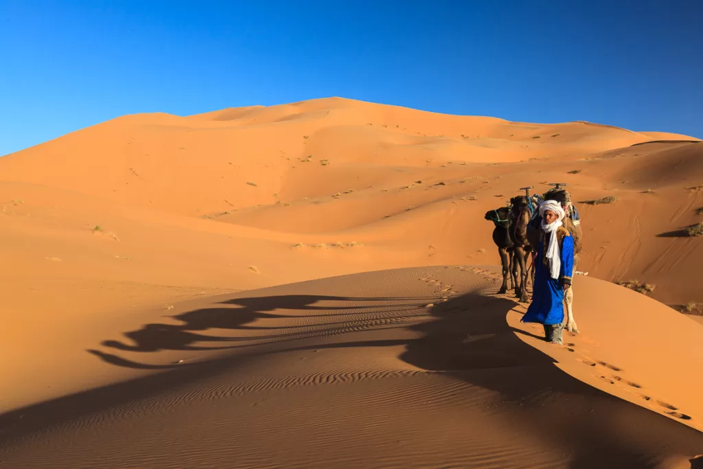 Paseo En Camello Durante La Noche En El Desierto